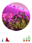 Светодиодная лента для растений ЭРА FITO-Strip Light-RB-2m красно-синего спектра, 2 м, IP65 Светодиодная лента для растений ЭРА FITO-Strip Light-RB-2m красно-синего спектра, 2 м, IP65